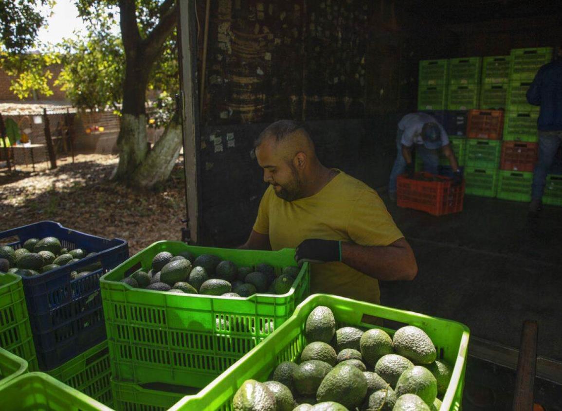 Michoacán reinicia envíos de aguacate y mango a Estados Unidos