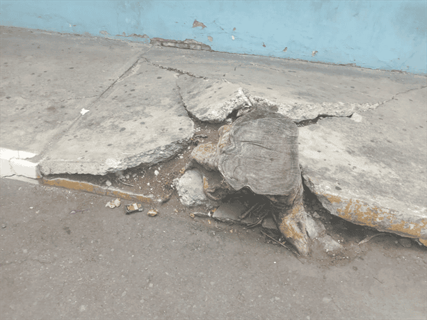Vecinos piden retirar tronco y raíces peligrosas en calle Serdán del centro de Veracruz