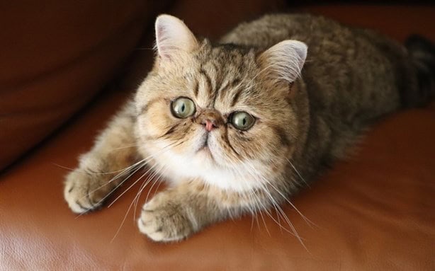 Estas son las razas de gatos más tranquilas que puedes tener como mascota