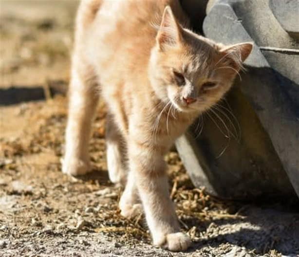 Estas son las razas de gatos más tranquilas que puedes tener como mascota