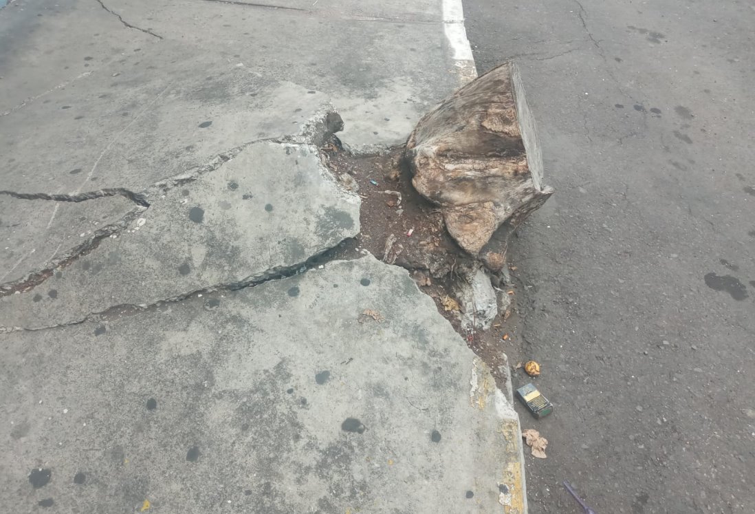 Vecinos piden retirar tronco y raíces peligrosas en calle Serdán del centro de Veracruz