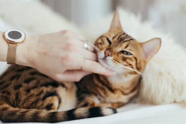 Estas son las razas de gatos más tranquilas que puedes tener como mascota