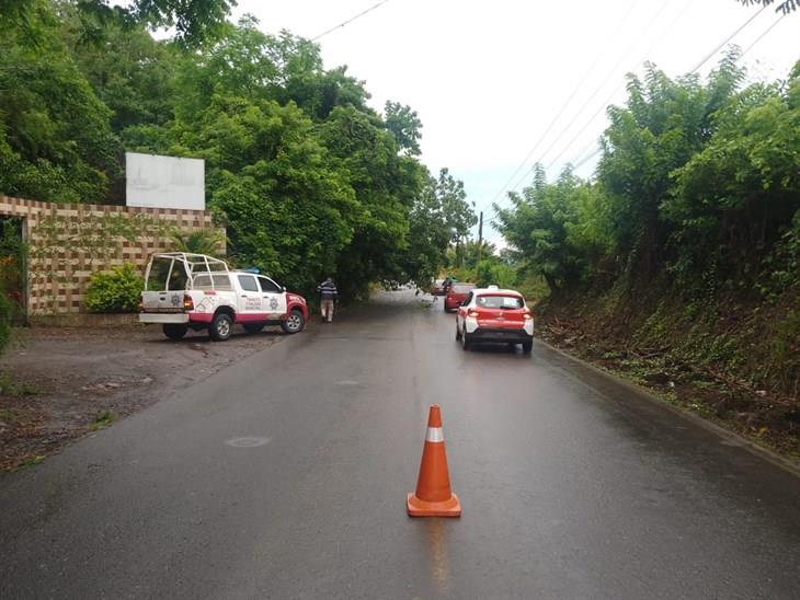 Reportan caída de árbol en la carretera Misantla-Xalapa