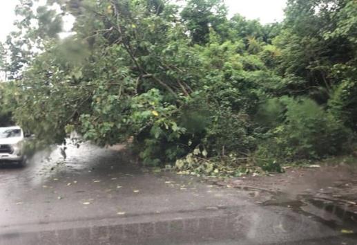 Reportan caída de árbol en la carretera Misantla-Xalapa