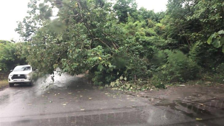 Reportan caída de árbol en la carretera Misantla-Xalapa