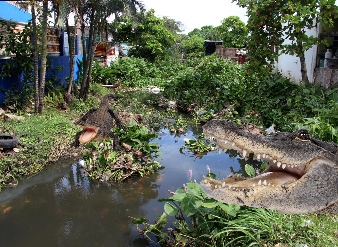 Lluvias estarían alborotando a cocodrilos en Coatzacoalcos; perros y gatos en peligro