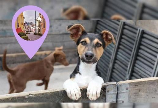 Preparan pasarela con causa en Xalapa: ¿Cuándo y dónde? ¡adopta un lomito! 