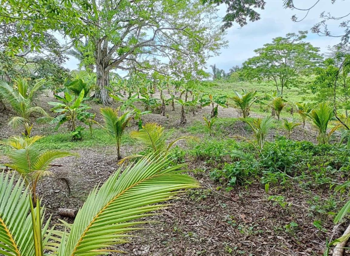 Sembrando Vida sigue reforestando rancherías de Moloacán