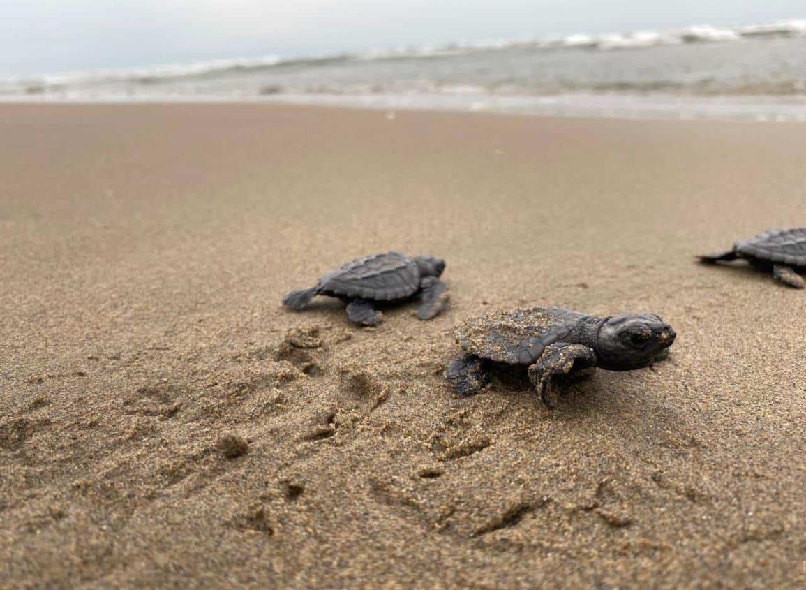 Invitan a familias a presenciar liberación de tortugas en el sur de Veracruz