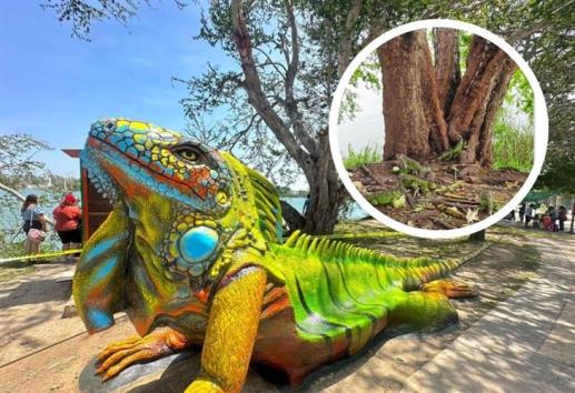 Santuario de la Iguana en Tuxpan: ¿Lo conoces? así puedes visitarlo 