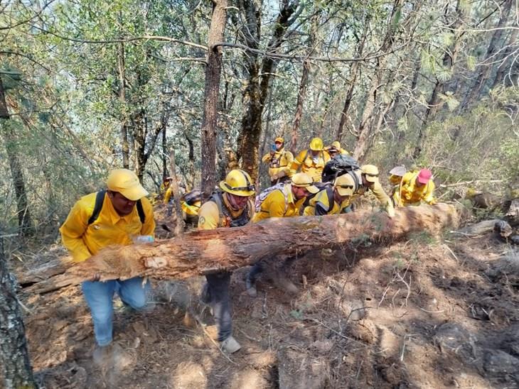 Hay denuncias y un detenido por causar incendios forestales en Veracruz: Sedema