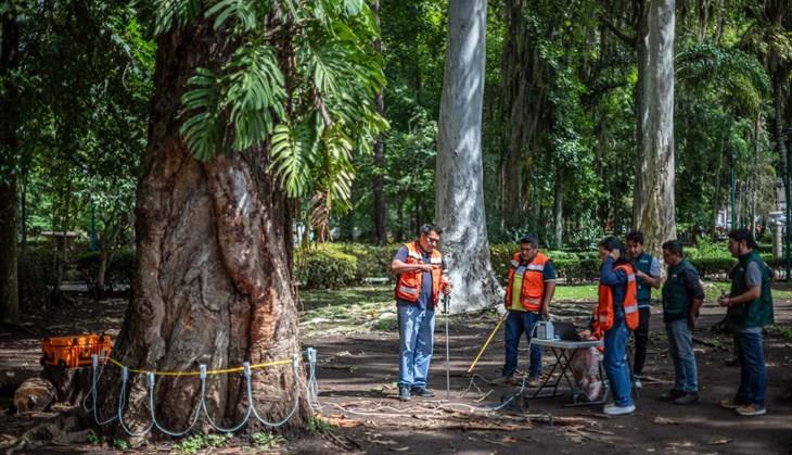 In Xalapa wird deutsche Technologie zur Bewertung von Bäumen eingesetzt