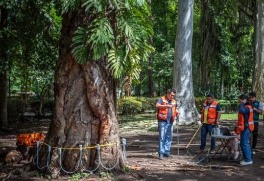 En Xalapa, aplicarán tecnología alemana para valorar árboles
