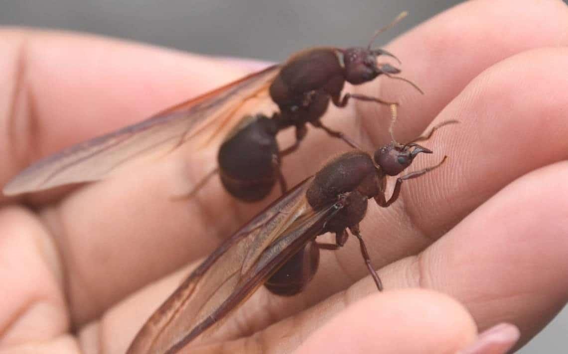 ¿Qué son las hormigas chicatanas y por qué salen durante las lluvias?