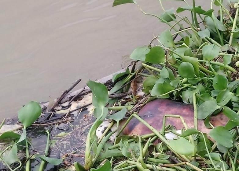 Hallan cuerpo con huellas de violencia flotando en el río Papaloapan