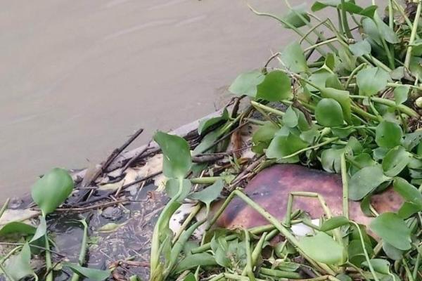 Hallan cuerpo con huellas de violencia flotando en el río Papaloapan