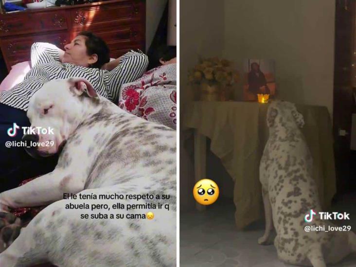 Perrito llora a su dueña fallecida; el momento se hace viral (+Video)