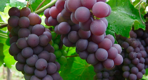 Consumir uvas podría darle estos 6 beneficios a tu cuerpo