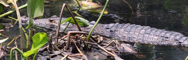 Cocodrilos se siguen paseando en canales de Coatzacoalcos, ahora aparecen en la Francisco Villa | VIDEO