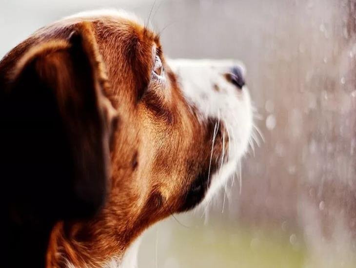 Exhortan a resguardar a los perros durante la temporada de lluvias en Veracruz