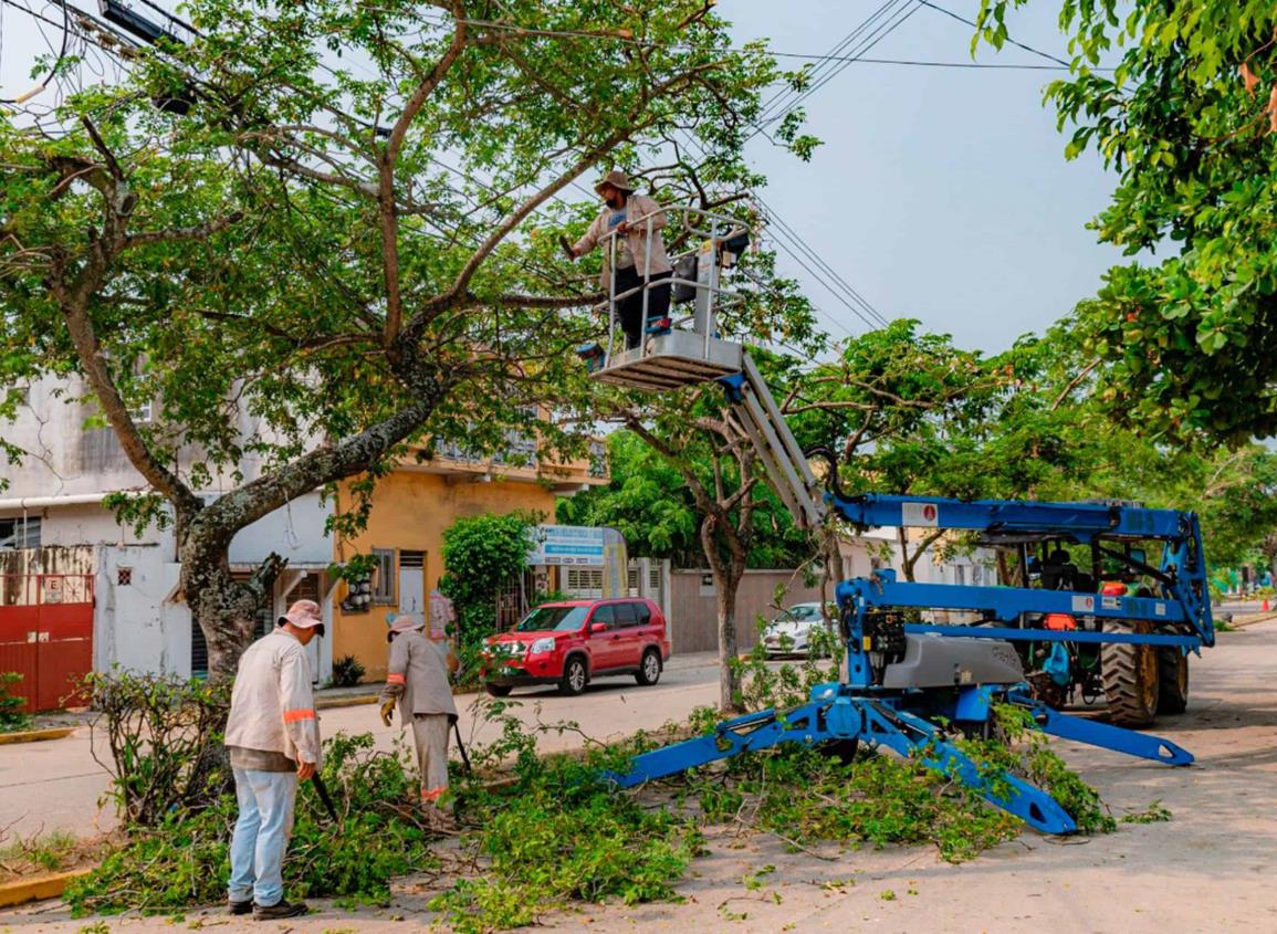 Se prepara Ayuntamiento de Coatzacoalcos para temporada de lluvias con poda de árboles