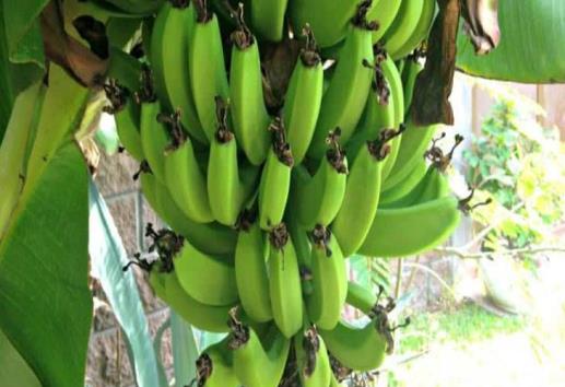 Veracruz produce tres de las frutas tropicales de mayor consumo en México