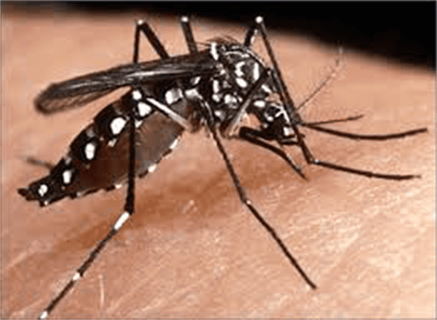 México activa vigilancia especial por aumento de casos de dengue