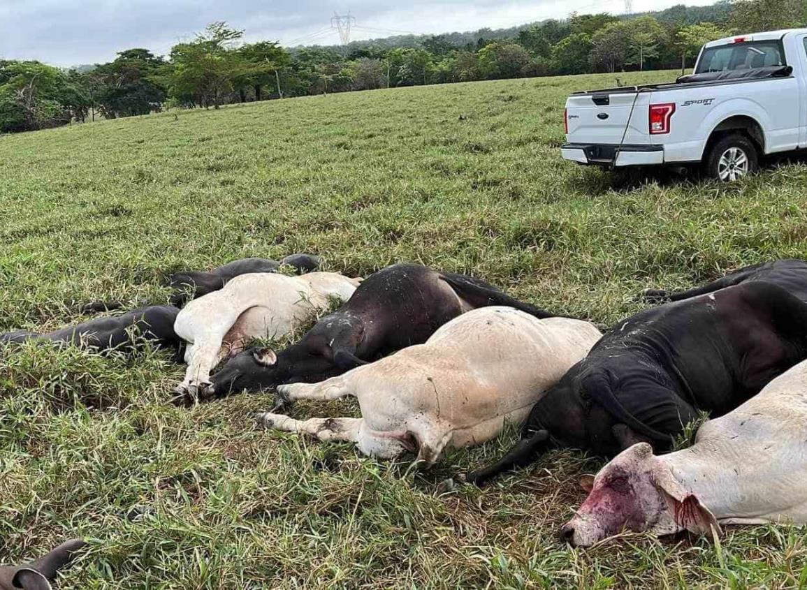 Registran muerte de 73 cabezas de ganado por consumir ´gallinaza´ contaminada
