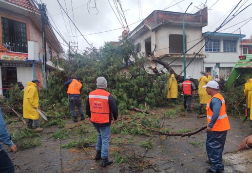 Enorme árbol cae sobre autos y derriba postes en avenida de Xalapa 