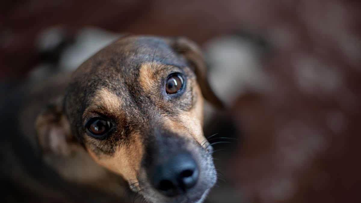Darán en adopción a 100 perros criollos en Boca del Río; esto sabemos