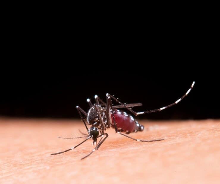 Emiten medidas para prevenir el mosquito del dengue en hogares tras lluvias en Veracruz