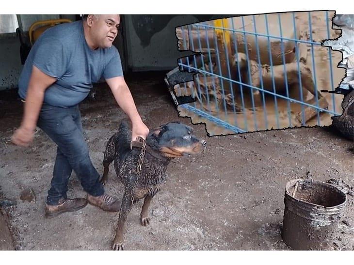 Lomito que quedó atrapado durante deslizamiento de lodo en Huiloapan ya está con su familia (+VIDEO)