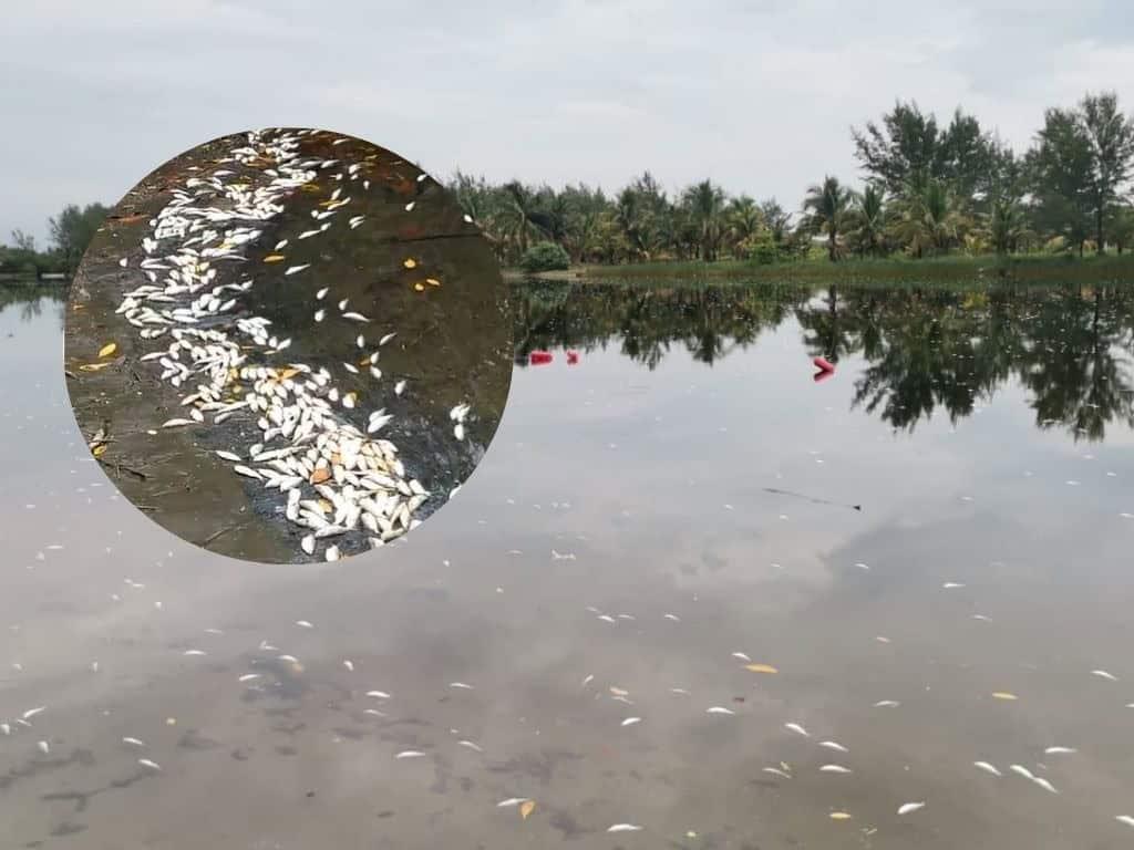 Sorprende mortandad de peces en Las Barrillas ¿a qué se debió? | VIDEO