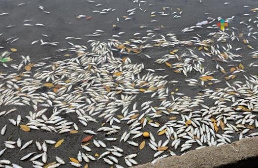 Las sardinas flotando en Barrillas (Coatzacoalcos)