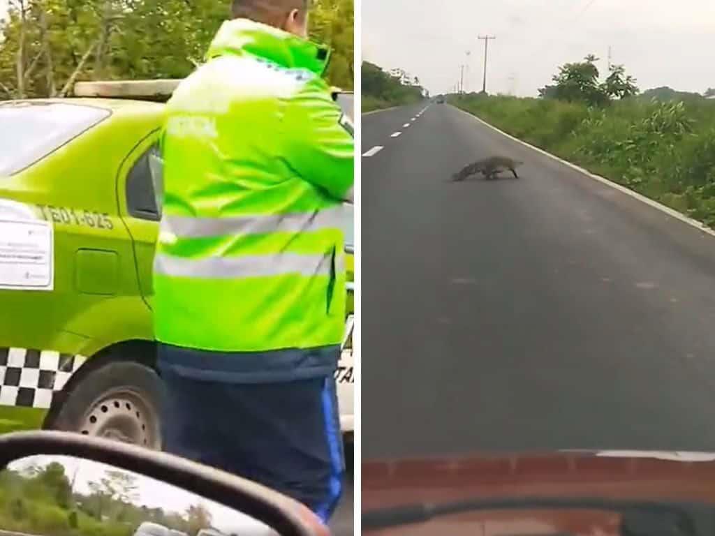 Captan paso de enorme cocodrilo en carretera Las Matas | VIDEO