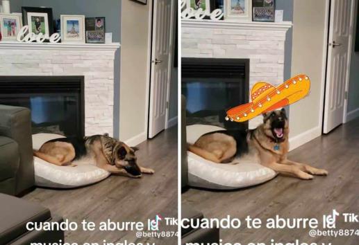 Perrito amante de la música mexicana se hace viral (+Video)