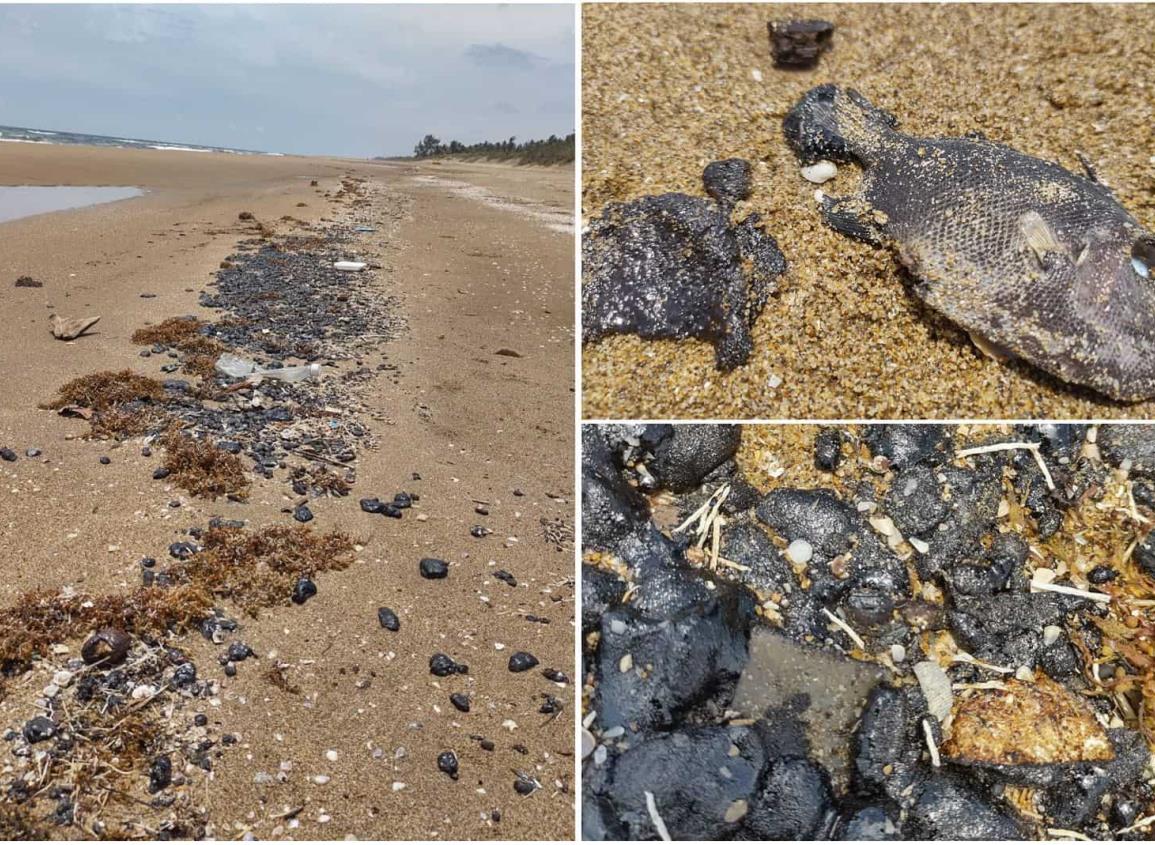 Detectan la posible causa del masivo derrame de crudo y mortandad de peces en el sur de Veracruz | VIDEO