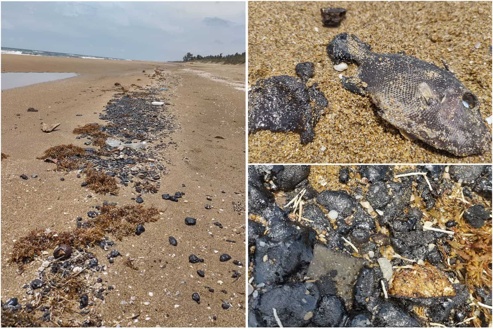 Detectan la posible causa del masivo derrame de crudo y mortandad de peces en el sur de Veracruz | VIDEO