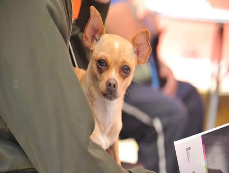 Esto debes hacer con tu mascota ante una evacuación por lluvias en Veracruz