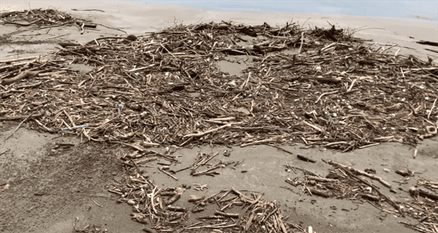Retiran toneladas de palizada en Playa Santa Ana tras intensas lluvias en Boca del Río