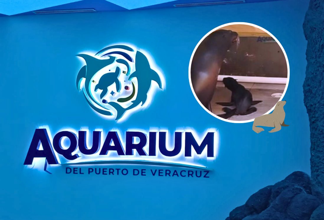 Nace lobo marino en el Aquarium de Veracruz | VIDEO