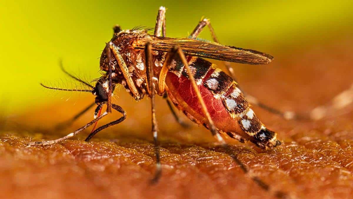 Veracruz registró 87 casos positivos de dengue en una semana