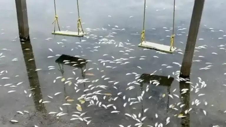 Las sardinas flotando en Barrillas (Coatzacoalcos)