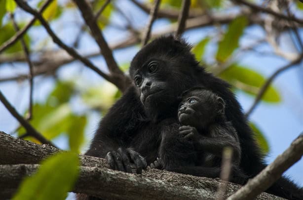 Crías de monos rescatadas en Veracruz fueron llevados al Estado de México por esta razón