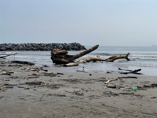 Tras lluvias al día retiran hasta dos toneladas de palizada en playas de Boca del Río