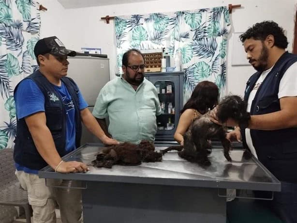 Rescatan a animalitos abandonados en Río Medio III, en Veracruz