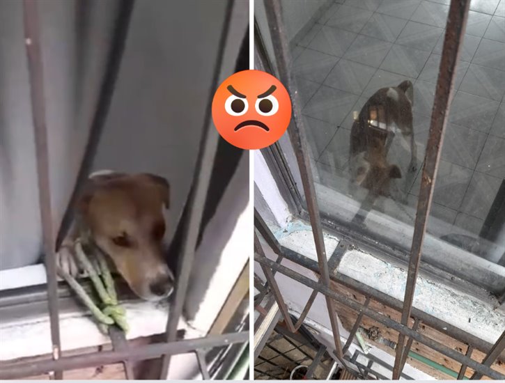 Reportan caso de maltrato animal en edificio de Xalapa 2000