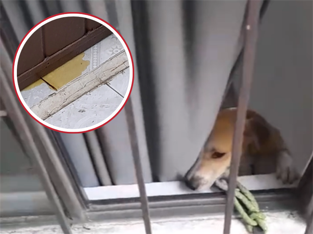 Reportan caso de maltrato animal en edificio de Xalapa 2000