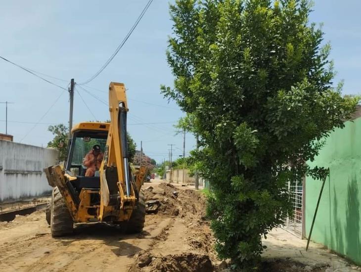 Trasplantan árbol por obra de pavimentación en Minatitlán