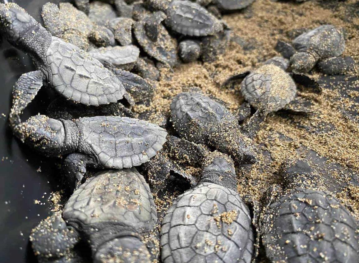 Alarma situación de la tortuga Laúd en el sur de Veracruz; presentan déficit de reproducción